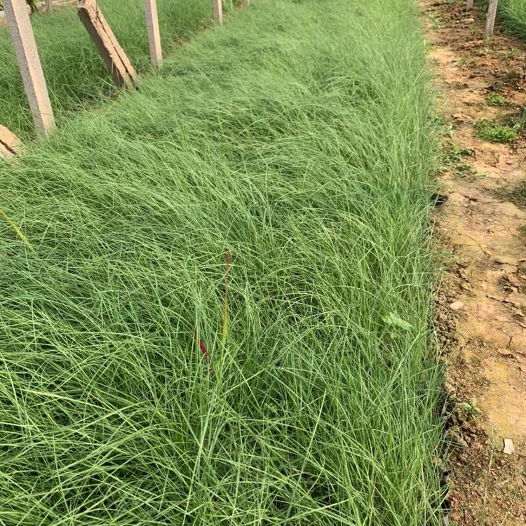 网红草直销 粉黛乱子草花海工程用苗 伟达网红草