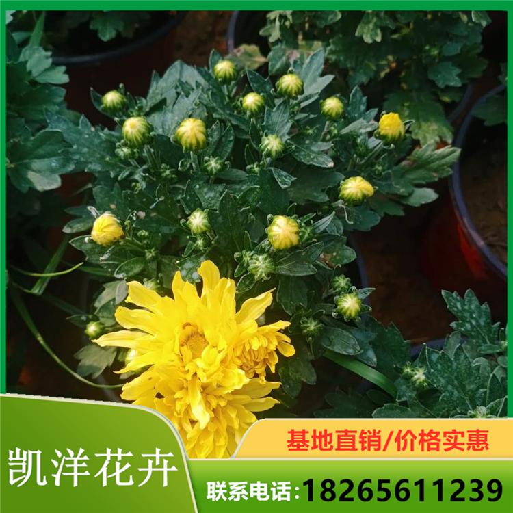 球菊基地种植 球菊批发商 销售球菊