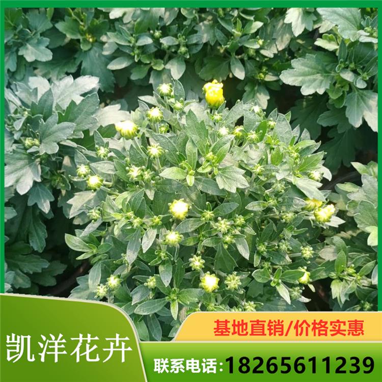 租摆用球菊 球菊价格 种植球菊