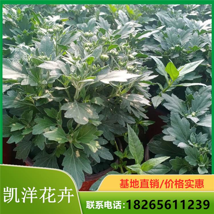球菊 球菊供应商 销售球菊