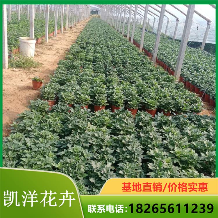 球菊基地种植 球菊基地 苗圃直销球菊