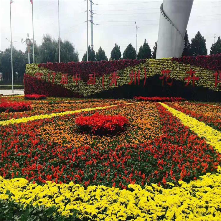 内蒙古花卉基地 时令草花大量出售 花卉组摆 工程草花一手货源