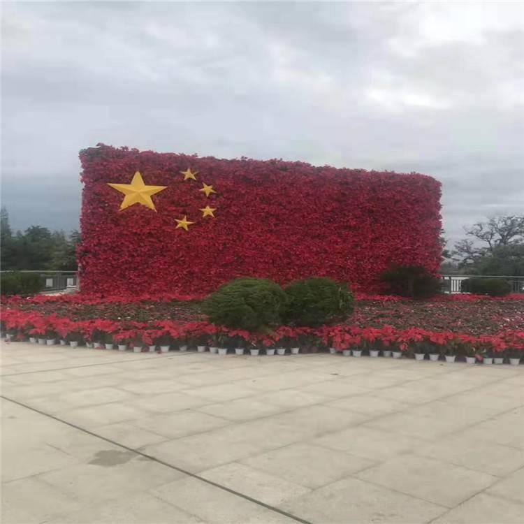 新疆草花品种 新疆绿化草花供应 绿化草花报价 详情咨询江瑞园艺
