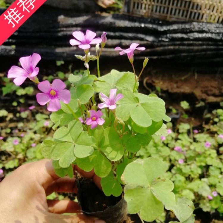 红花醡浆草  时令草花    小涵花卉