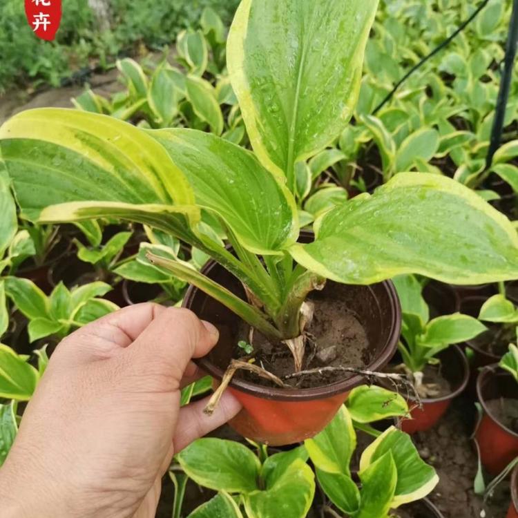 金边玉簪  青州玉簪  小涵花卉  大玉簪价格