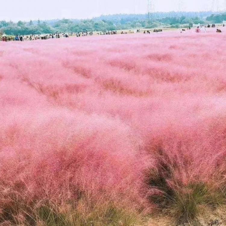 江瑞节日用花卉 节日花卉批发 节日草花供应