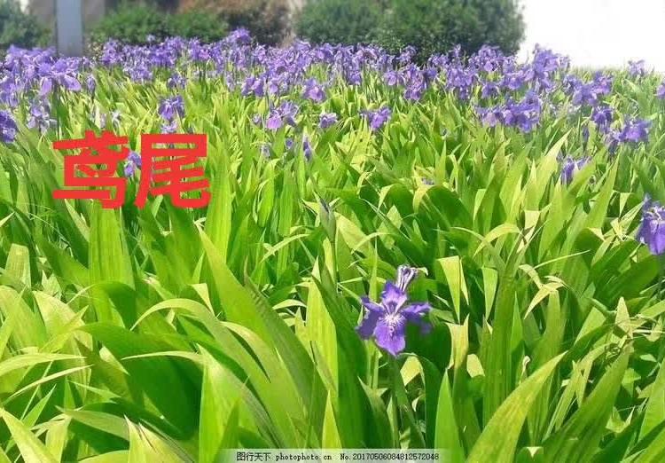 蓝花燕尾诚信商家供货蓝花燕尾苗圃直销