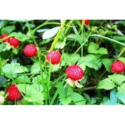 蛇莓批发基地营养杯苗种植户直销