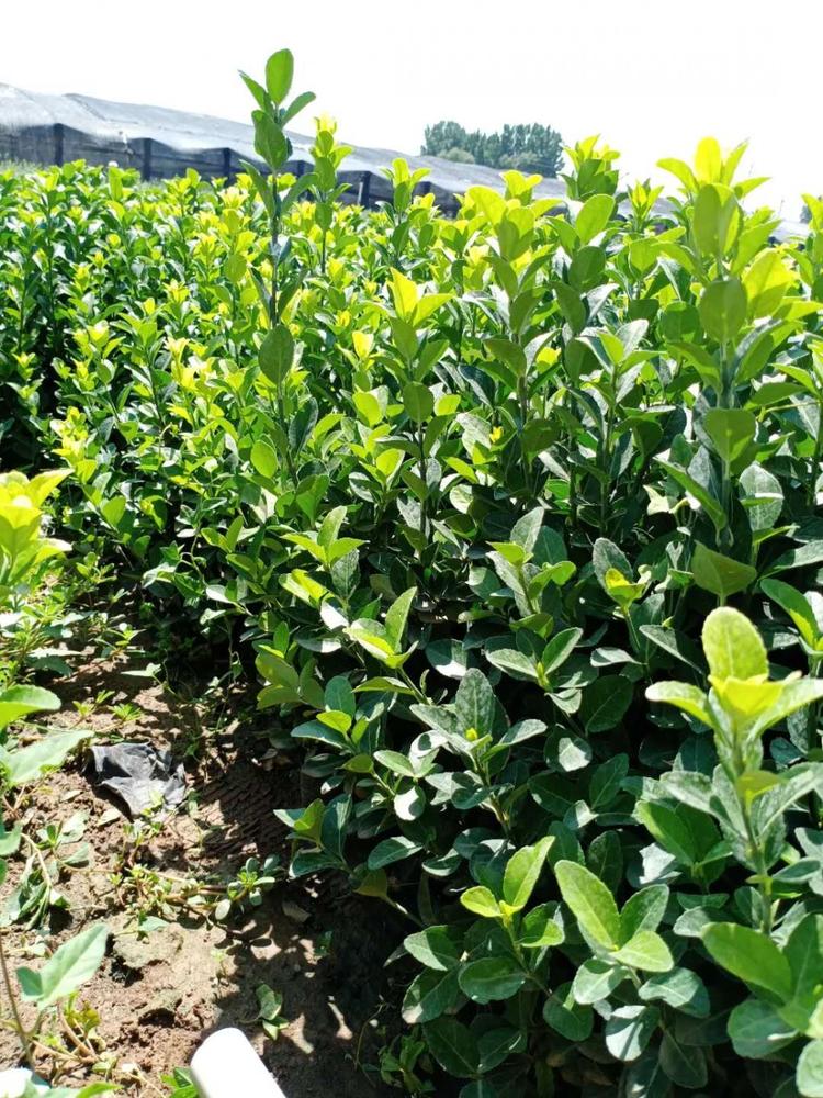 卫矛自家苗圃供应 营养杯苗地栽苗种植户直供