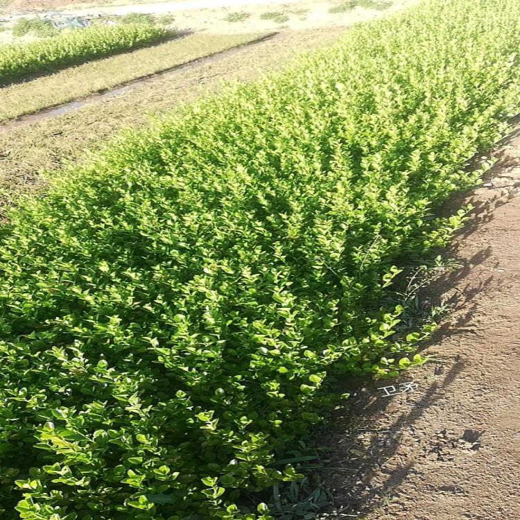 卫矛营养杯苗苗圃直供天一花卉卫矛培育基地