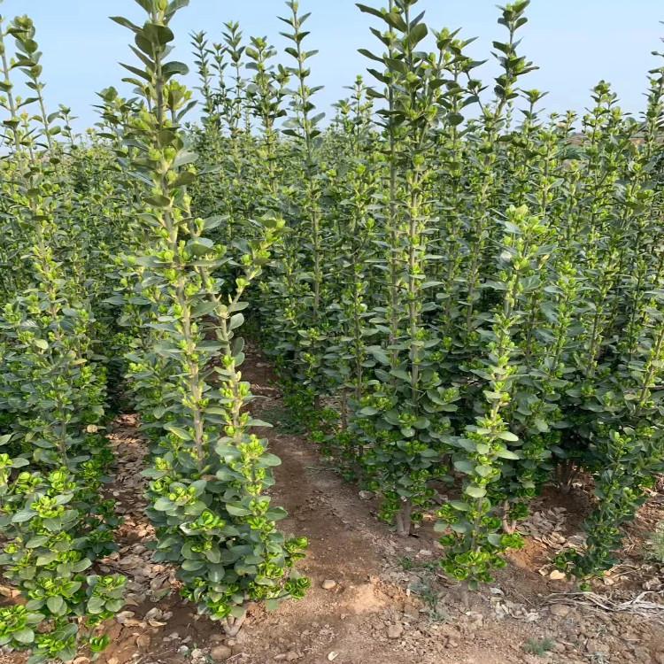 北海道种植基地诚信商家供货保质保量物优价廉