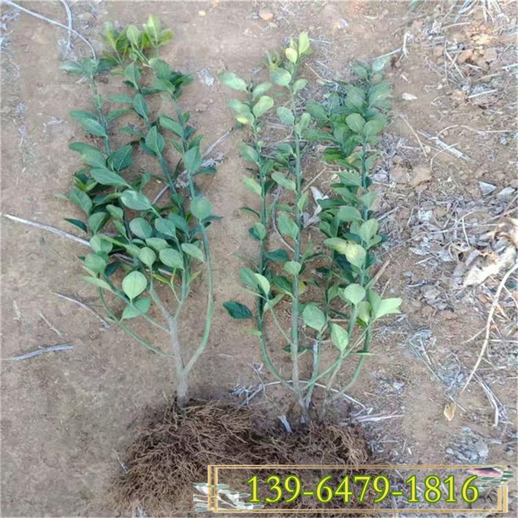 出售40 50 60公分高冬青苗 山东露天冬青苗产地 两年苗