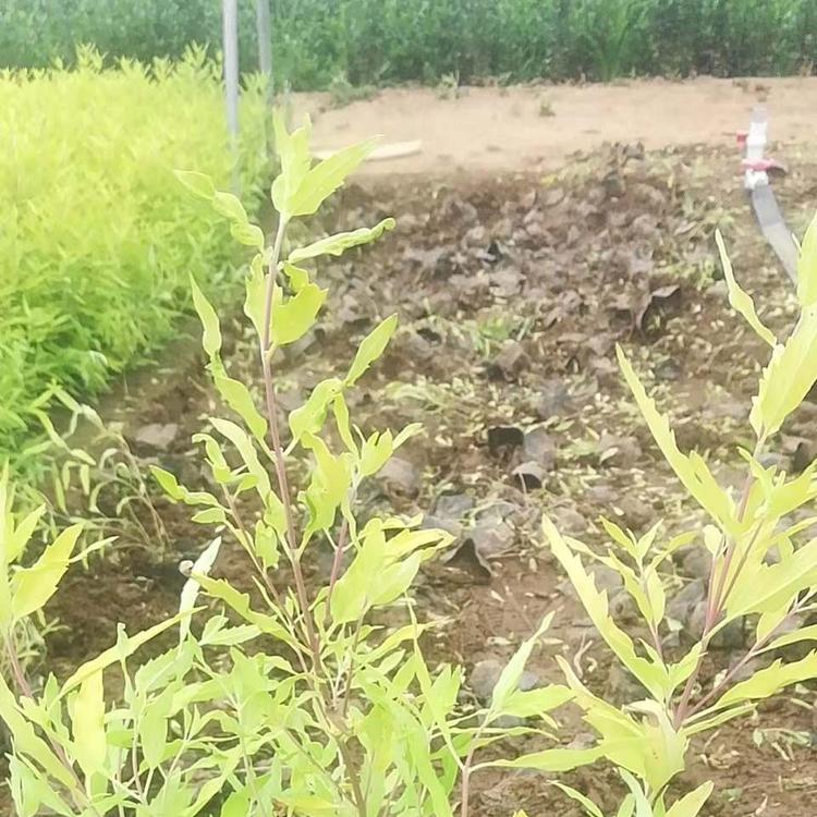 鑫杰花卉 宿根金叶莸 批发商