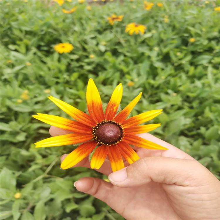 宿根地被  黑心菊 黑心菊批发报价 黑心菊杯苗