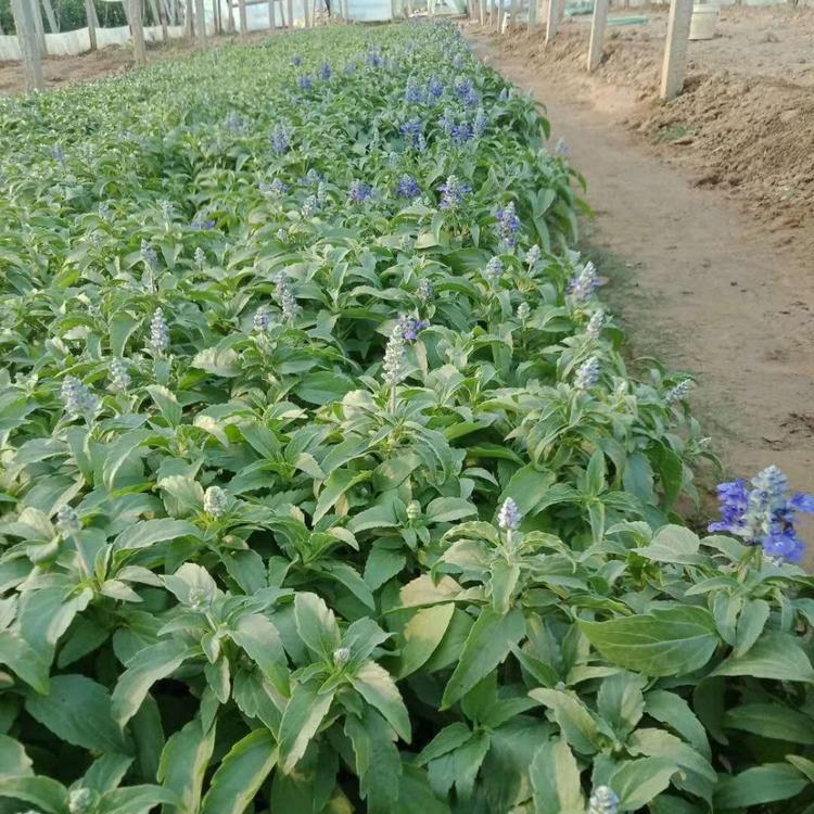 鑫杰花卉  草花鼠尾草价格   青州批发商