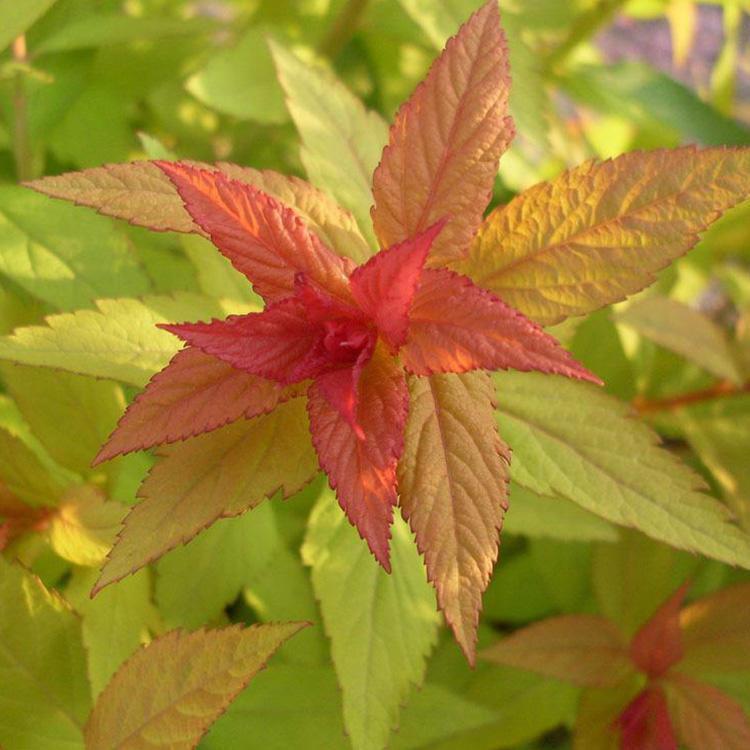 青州金山绣线菊价格量大从优