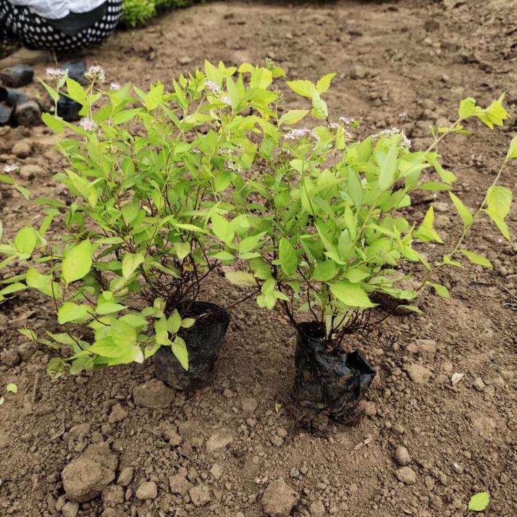 潍坊金山绣线菊种植基地优惠多多