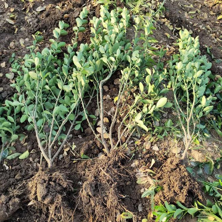 大量供应东青种植基地东青种植
