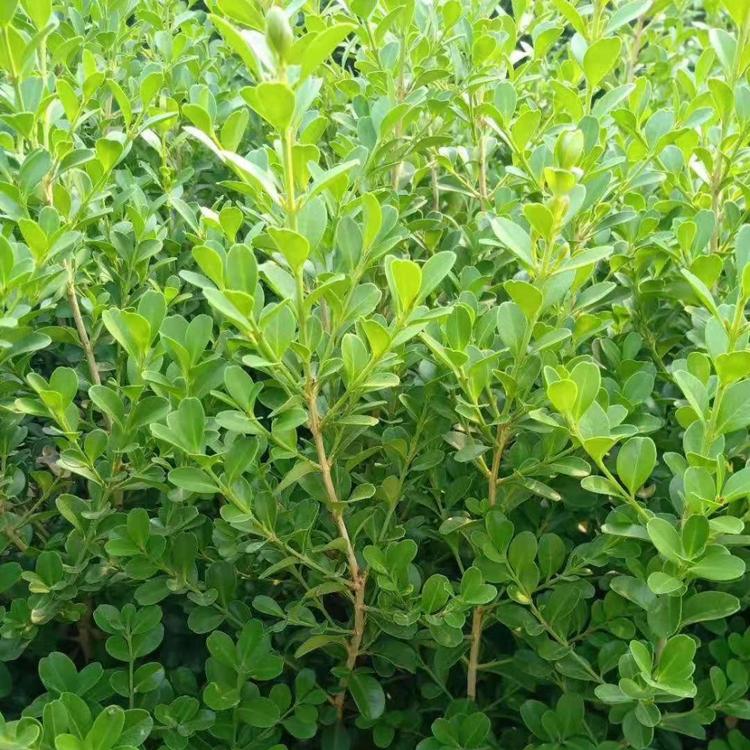 鑫杰花卉  小叶黄杨   青州批发商