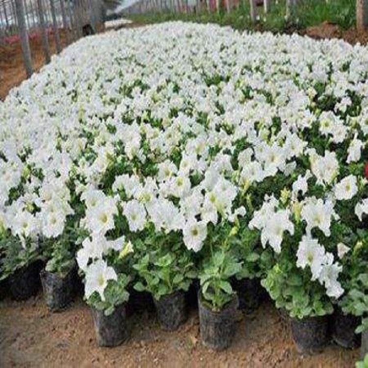 青州泳拳花卉 白牵牛批发 白牵牛基地