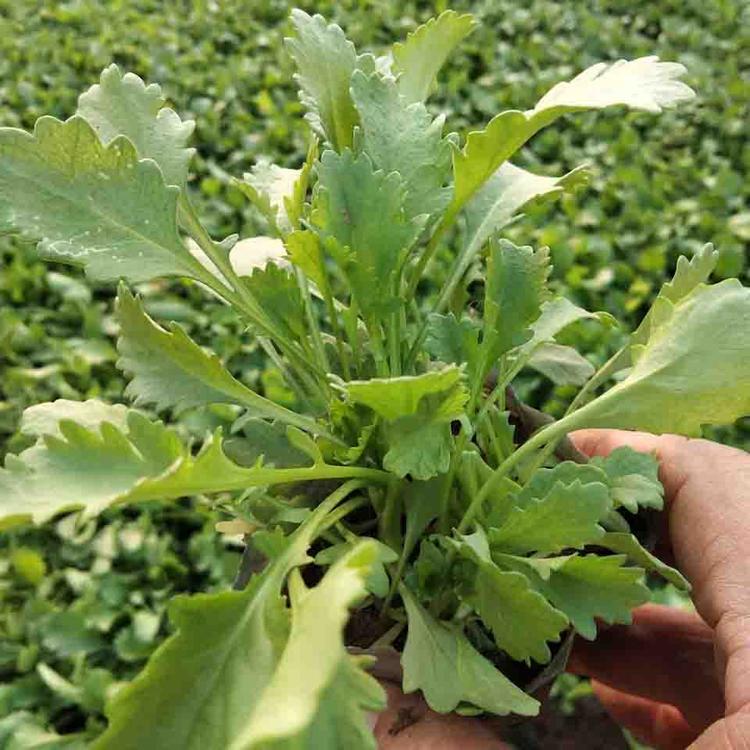 泳拳花卉  宿根 大滨菊价格 西洋滨菊价格 大滨菊