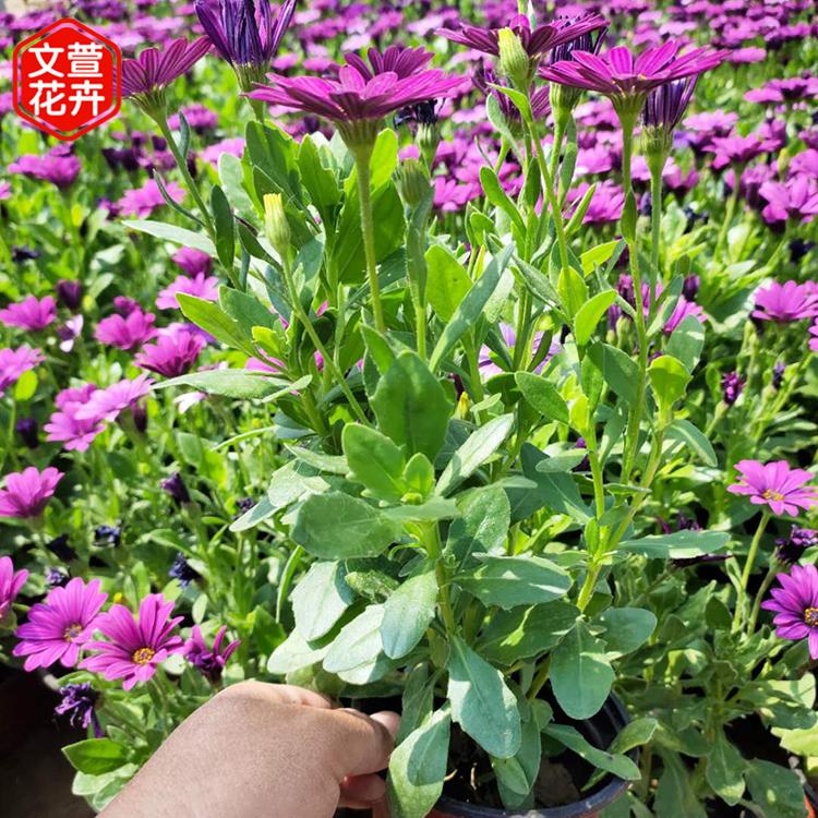 万寿菊批发 基地种植 山东宿根万寿菊