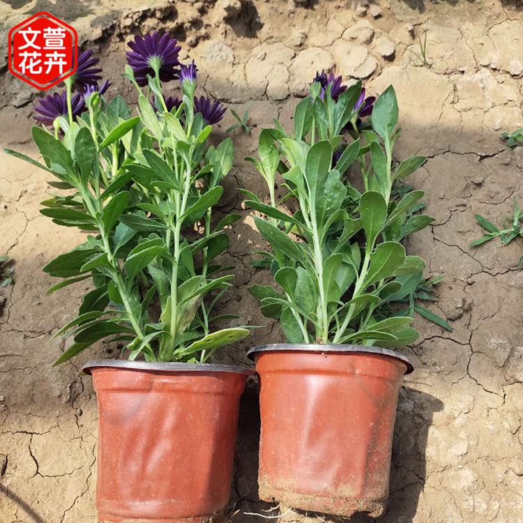基地种植 宿根万寿菊 万寿菊供应商