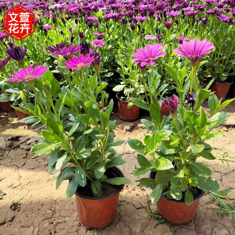 苗圃供应 观赏花卉万寿菊 万寿菊种植基地