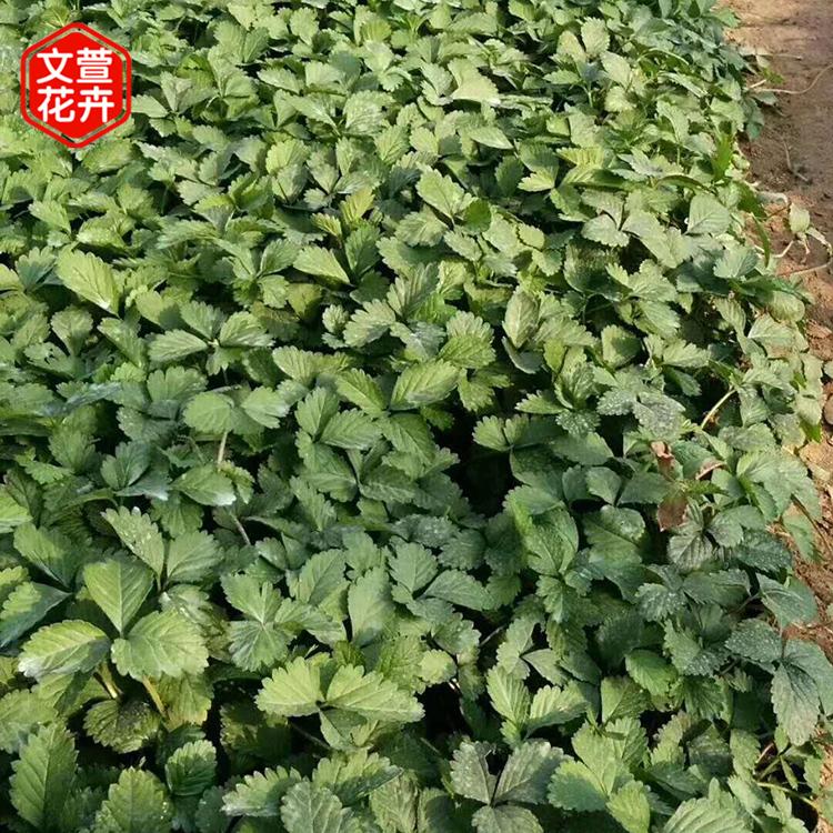 蛇莓供货商 好苗出售 山东蛇莓苗