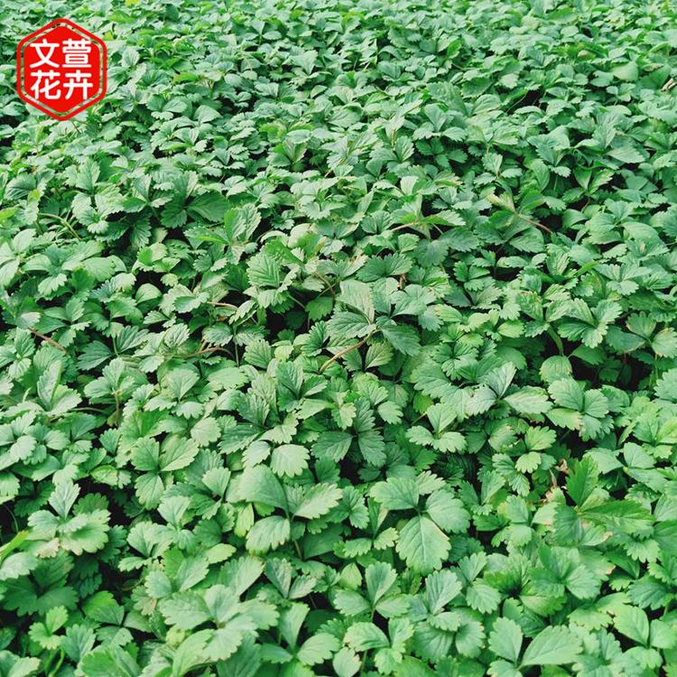 蛇莓价格 苗圃基地批发 山东蛇莓小皮桶