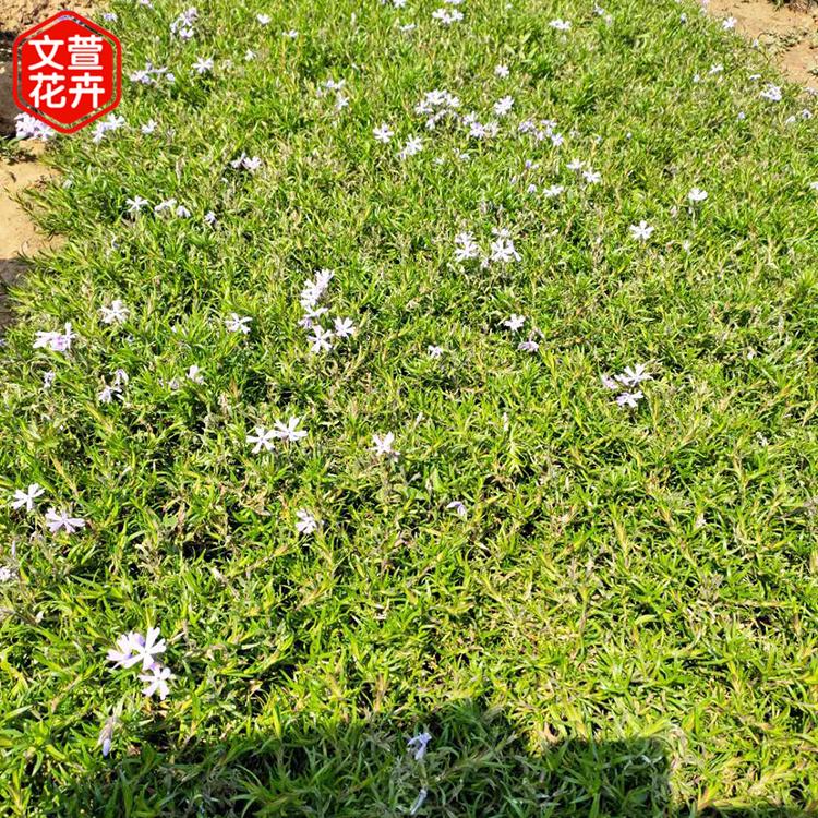 福禄考花海 福禄考 紫色福禄考价格