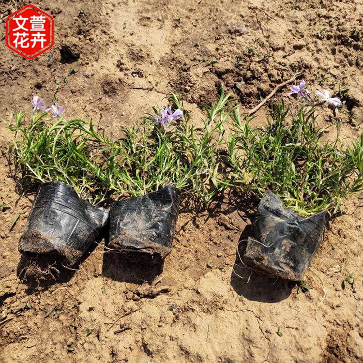 批发花卉苗木 地被福禄考 紫色福禄考培育基地