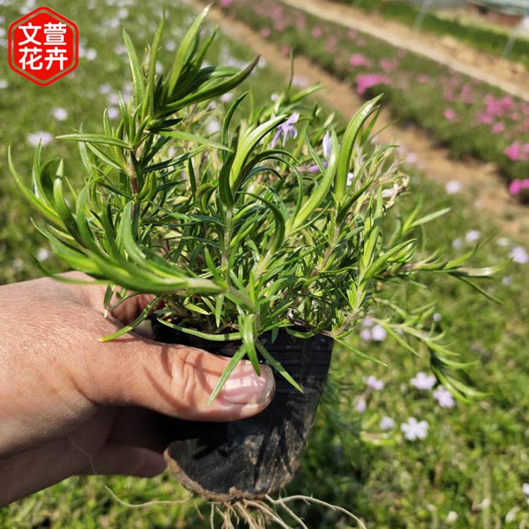 紫色福禄考供货商 文萱花卉 山东紫色福禄考
