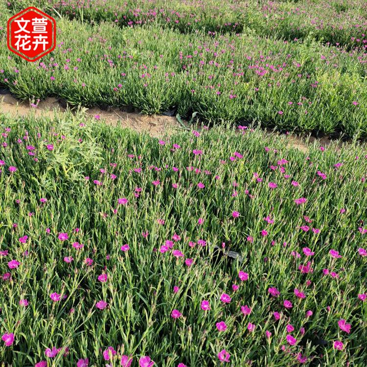 欧石竹批发 物美价廉 山东欧石竹
