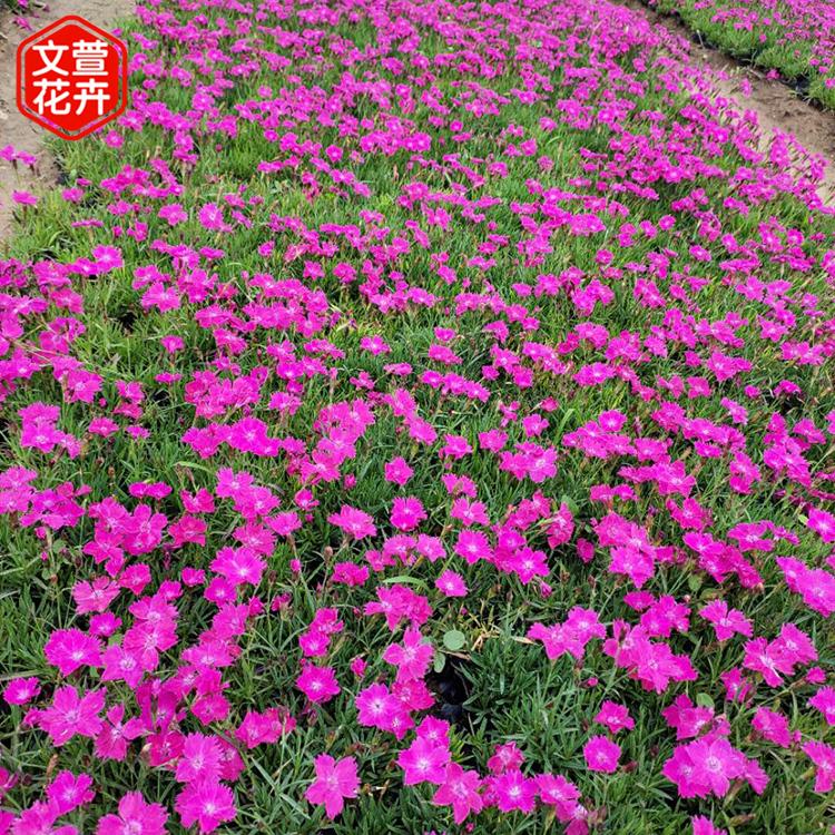花海用 欧石竹杯苗 欧石竹杯苗批发