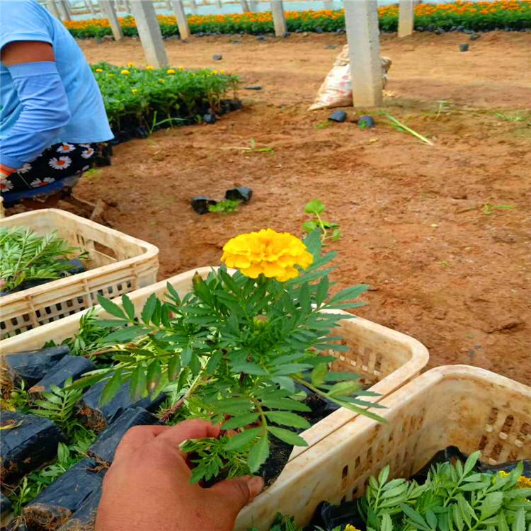 孔雀草小苗种植基地  孔雀草小苗批发报价 大量出售