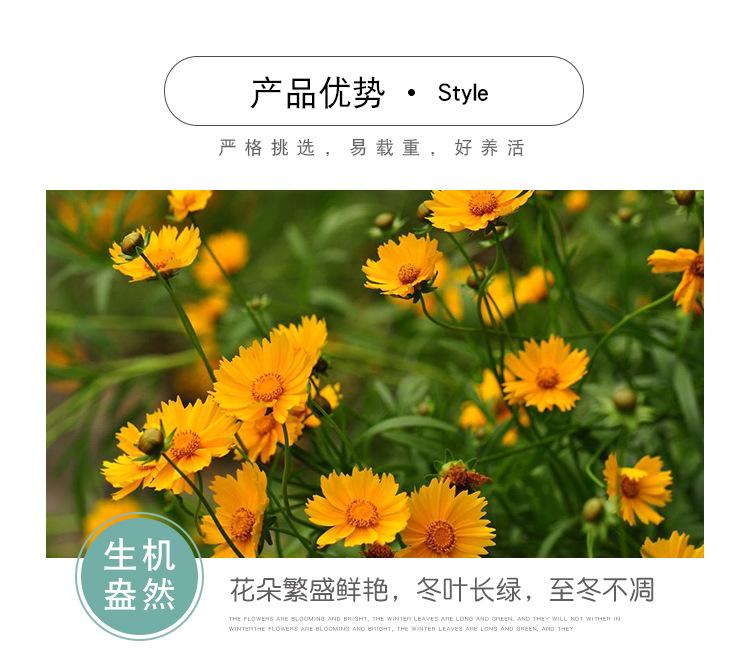 宿根地被金鸡菊供应 金鸡菊小苗销售