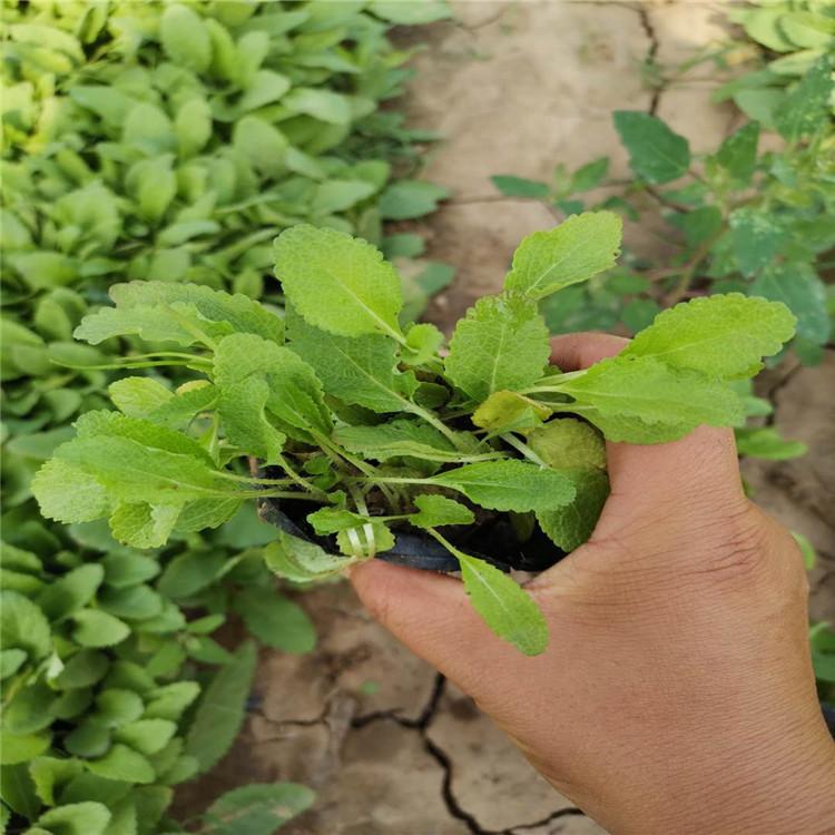 鼠尾草小苗种植     地被鼠尾草量大优惠