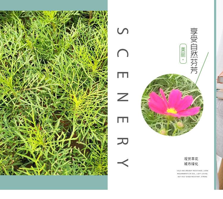 花海景观波斯菊报价   河南花卉基地供应波斯菊