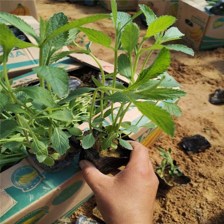 地被宿根马鞭草批发报价 打头马鞭草    苗圃直供马鞭草
