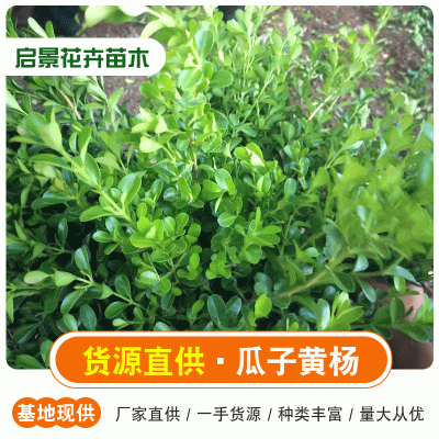 工程绿化瓜子黄杨   瓜子黄杨杯苗价格 瓜子黄杨
