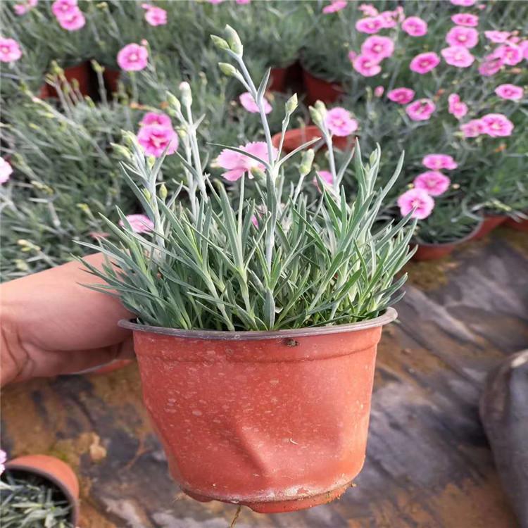 宿根地被开花彩虹石竹价格   山东彩虹石竹多规格价格