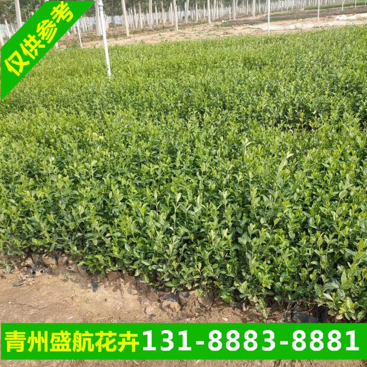 小叶扶芳藤现货 河北保定客户求购