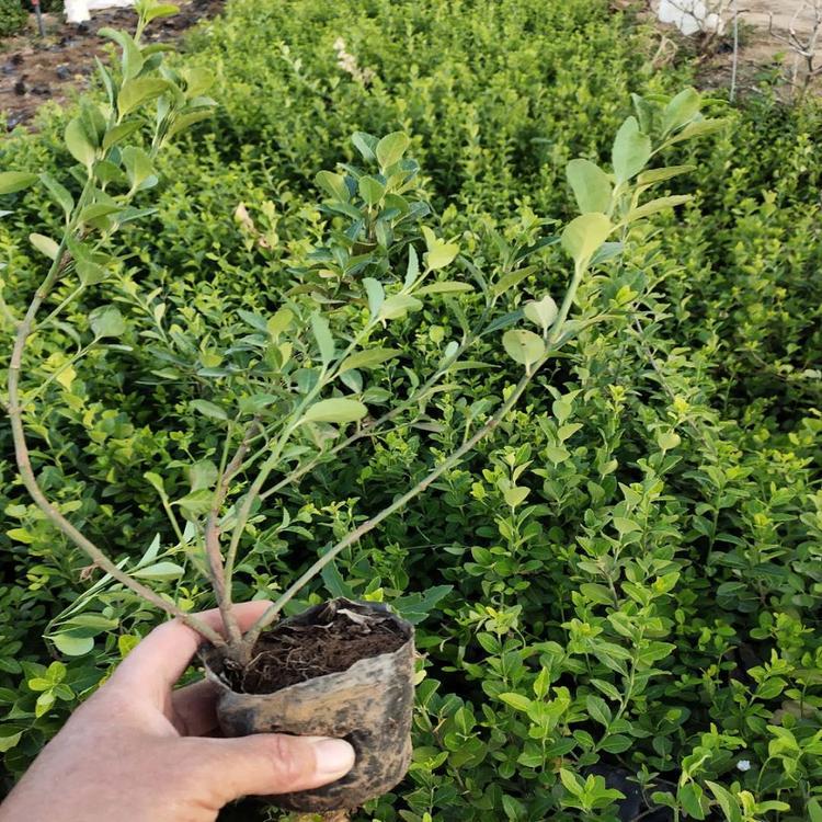 盛航长期现挖大叶小叶扶芳藤苗