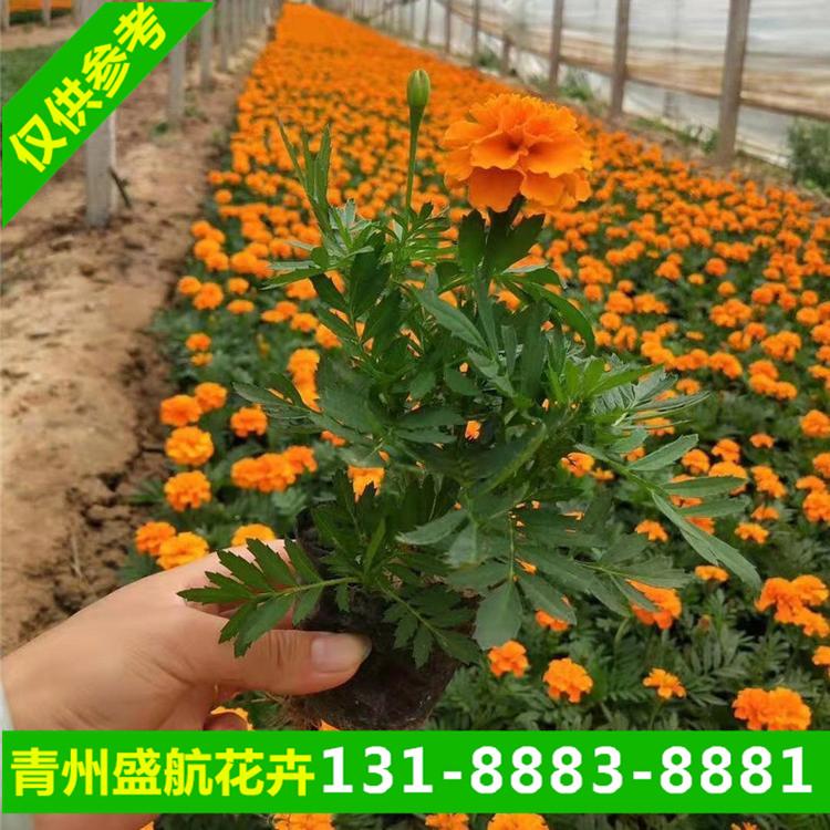 小区社区绿化万寿菊效果好