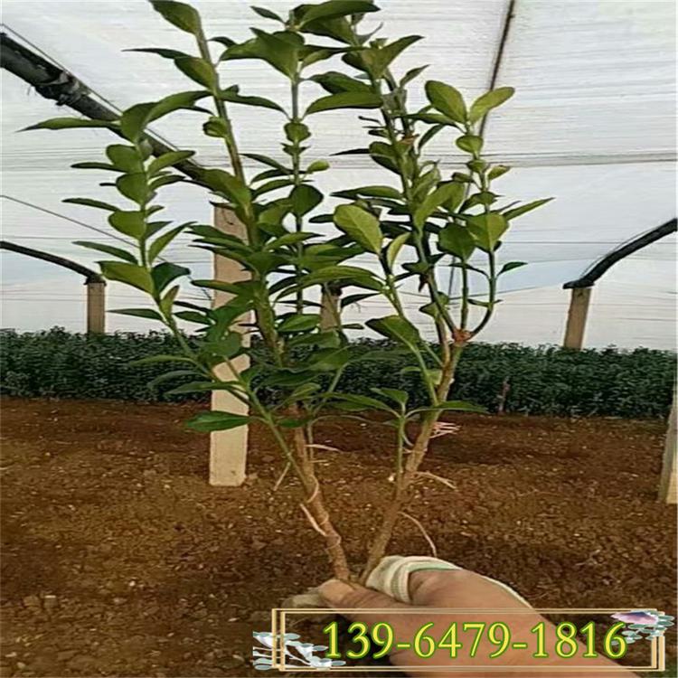 常绿灌木多分枝冬青 园林绿化苗木地栽冬青  冬青园林应用