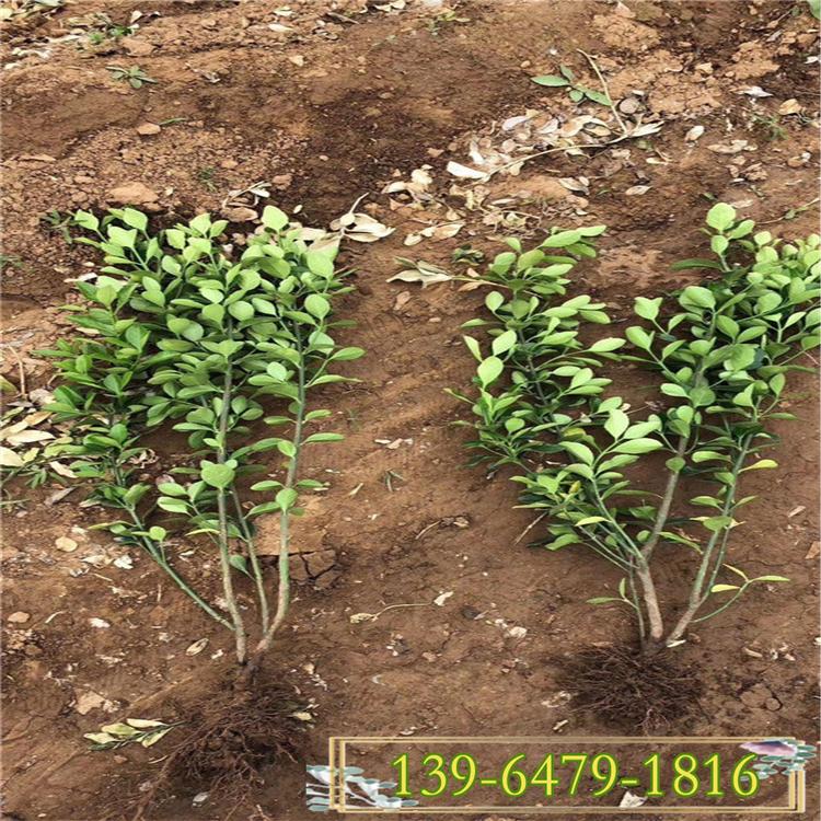 基地批发冬青苗 质量好的冬青树 信誉好价格低
