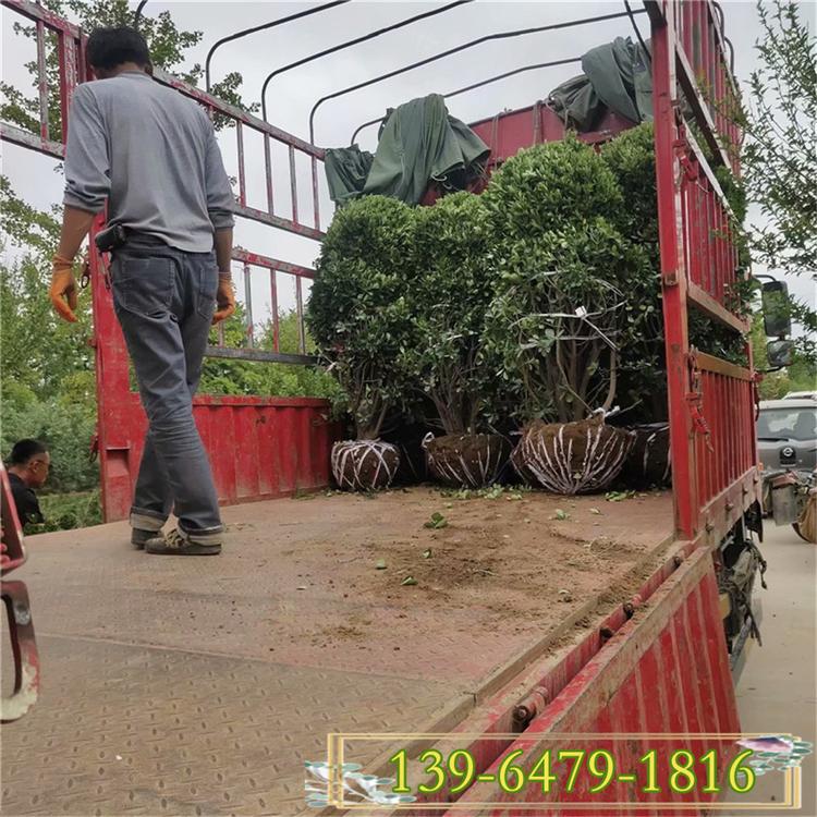 冬青大小苗批发 冠幅1.2-1.5米大叶黄杨球 道路园林绿化苗木