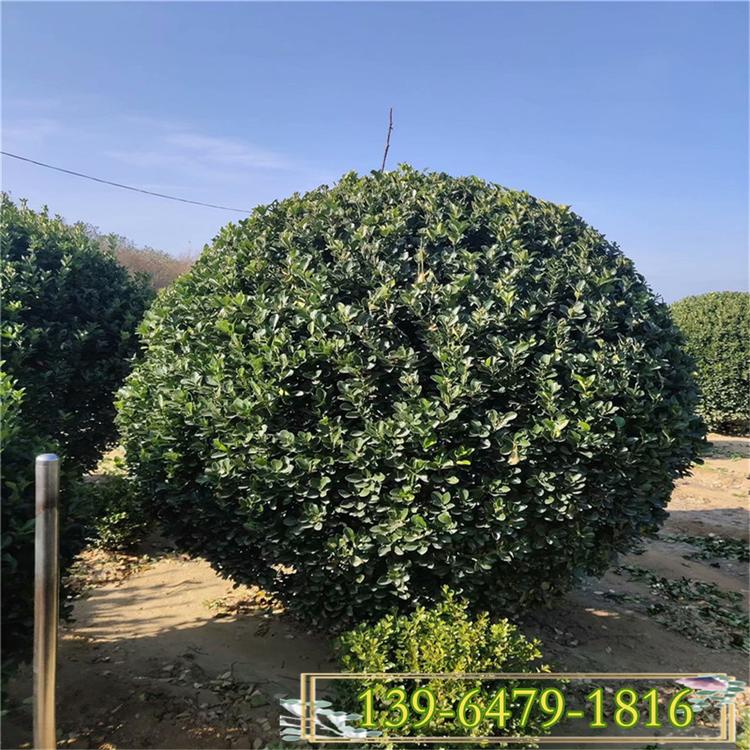 批发供应质量好的冬青球 青州金边冬青球种植基地