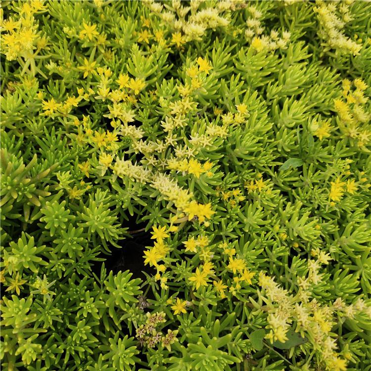 佛甲草批发 佛甲草苗 山东草花